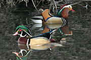  Exotic Ducks 2006 
 