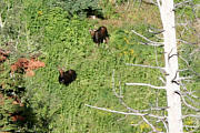 Click for large photo