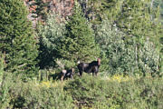 Click for large photo
